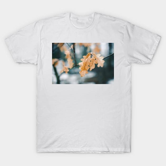 Dry yellow leaves in small oak tree T-Shirt by Juhku